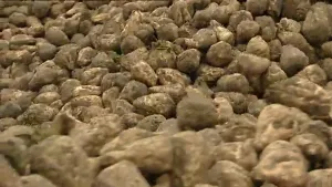 Van suikerbiet tot suikerkristal 