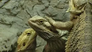 Een hagedis uit Australië 