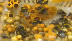 Trillingen van geluid in de lucht