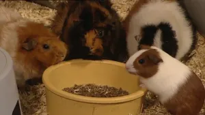 Een manier van communiceren