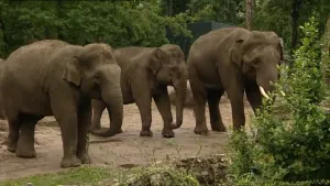 Een lokroep voor de vrouwtjes