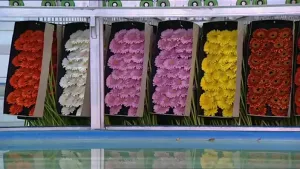 Kleurrijke bloemen op een lange steel