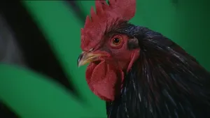 Elke ochtend en avond