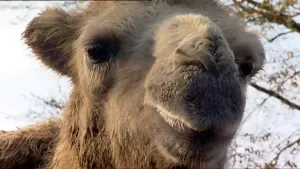 Overleven in de woestijn