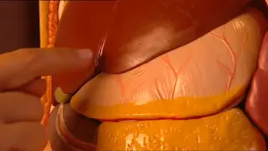 De maag als klankkast