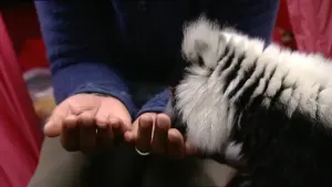 Zacht, sociaal en vriendelijk