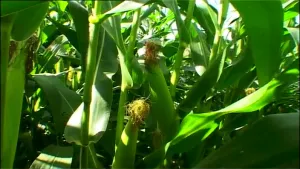 Een bijzondere voortplanting