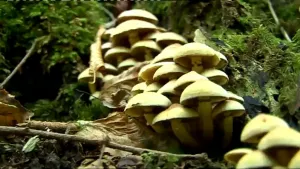 Overleven in de natuur