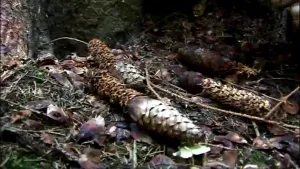 Spoorzoeken in de Ardennen 