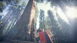 De boom met het grootste volume