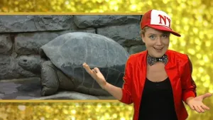 Een reptiel met schild