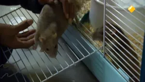 Speurrat