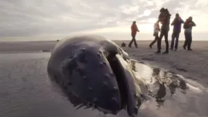 In de ban van de bultrug