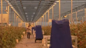 Tsunami uit het oosten