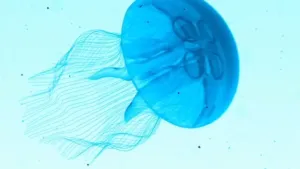 Is het snugger of kletspraat?