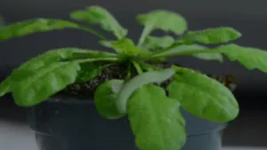 Is het snugger of kletspraat?