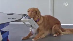 Honden sporen darmkanker op