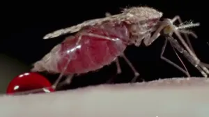 Malaria
