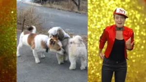 Aan de geur herkennen ze de hond