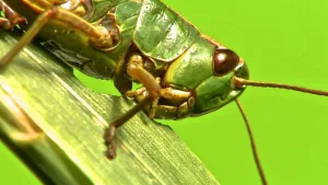 Met zijn lange achterpoten