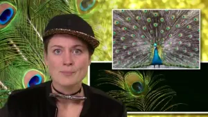 Mannetjes moeten opvallen, vrouwtjes niet