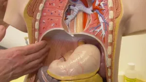 Een krampje in je middenrif