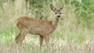 Edelhert, bever, zeehond, ree en wild zwijn