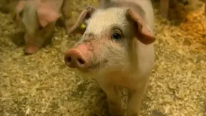 Varkens