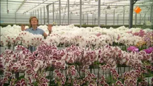 Orchidee