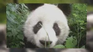 Reuzenpanda