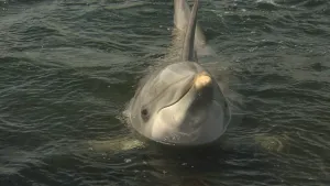 Ze slapen voor de helft