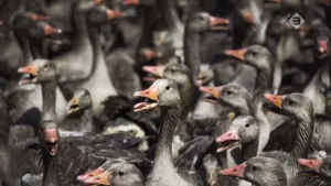 Kritiek op besluit vergassing ganzen