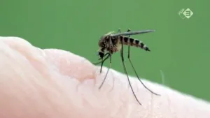 Genetisch gemodificeerde mug tegen dengue
