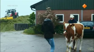 Een koe in een verkeerd lichaam
