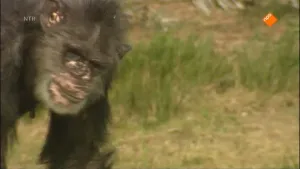 Onstaan van de mens - Homo erectus