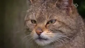 De wilde kat