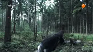 Kunnen we vliegen als een vogel?