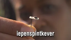Iepenziekte