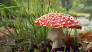Paddenstoelen