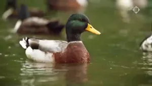 Het nut van eendenpoep