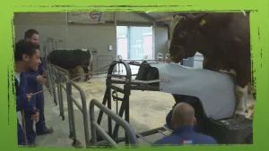 Hoe ontwerp je een dier?