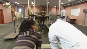 Paardenonderzoek