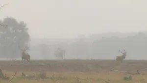 Burlende herten vechten om de vrouwtjes