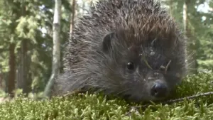 Vrienden en vijanden in het bos