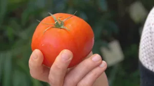 De oertomaat uit Mexico