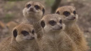 De schildwachten van de woestijn