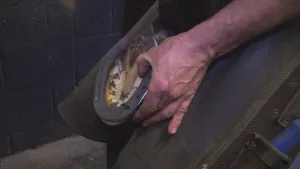 Hoefijzers beschermen de hoeven