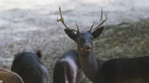 Schuwe dieren in het bos