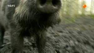 Wild zwijn