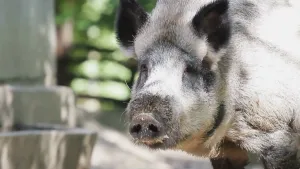 Een soort varken in het bos
